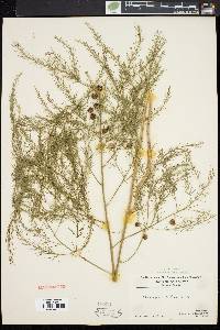 Asparagus officinalis image