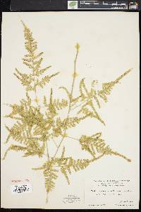 Image of Asparagus plumosus