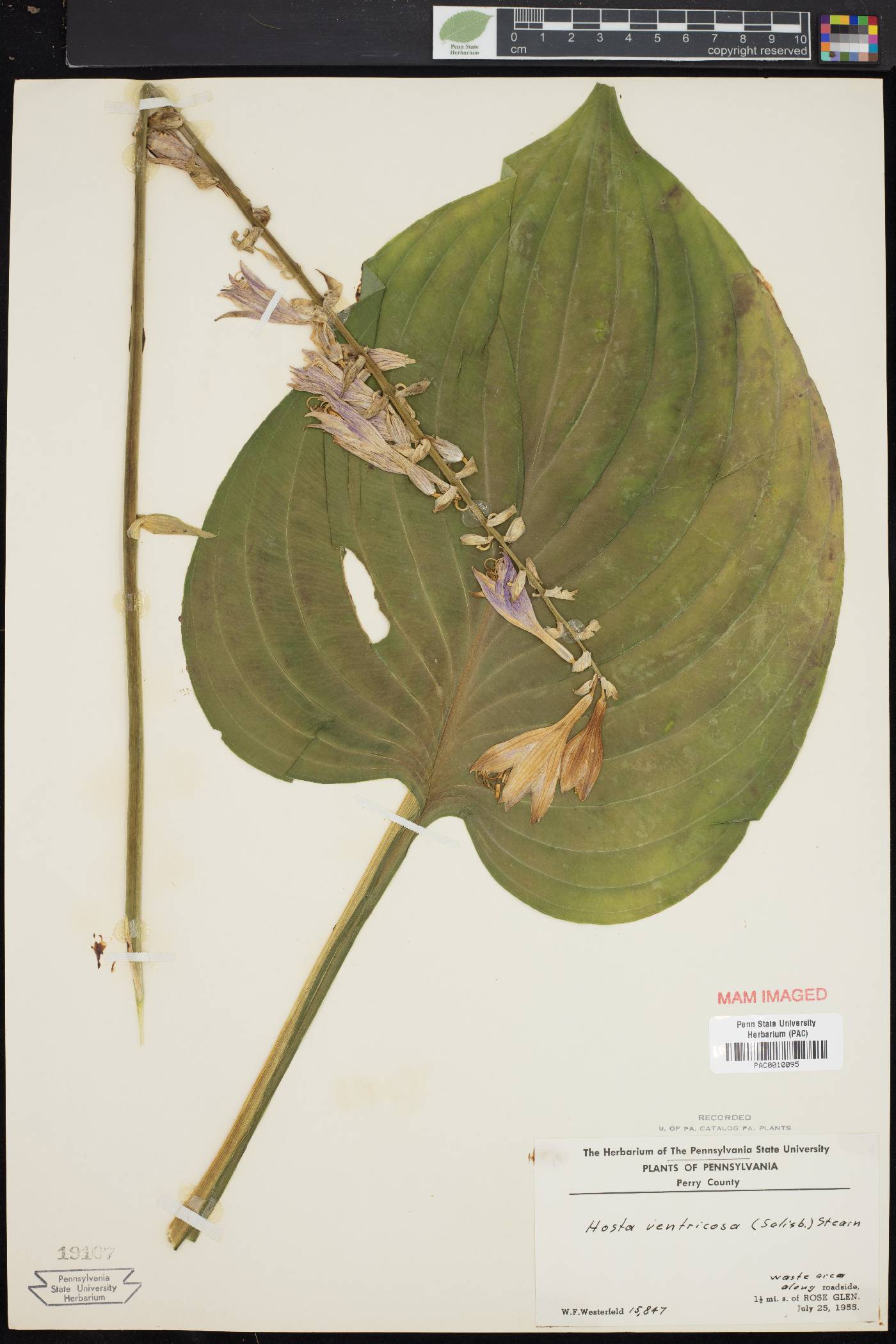 Hosta ventricosa image