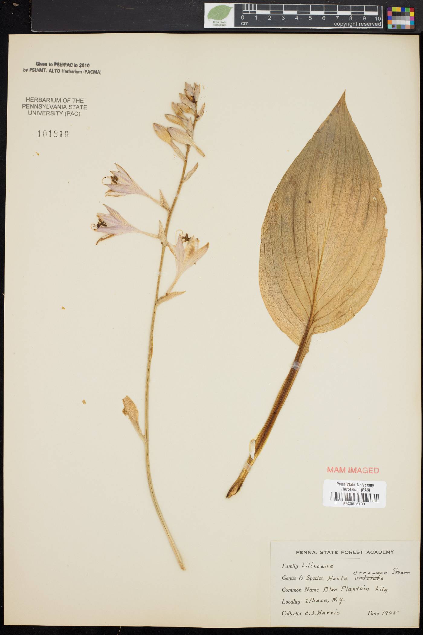 Hosta erromena image
