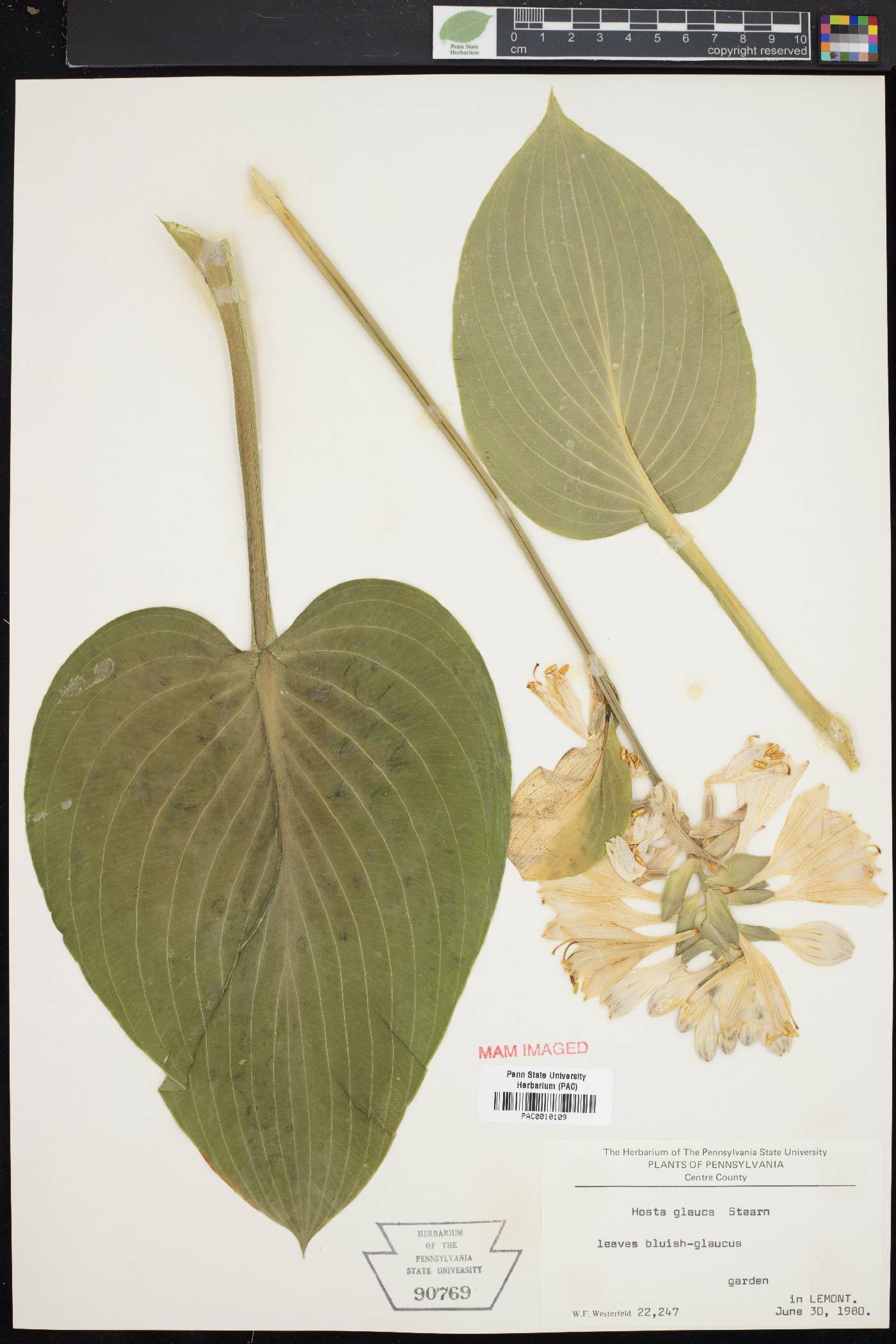 Hosta glauca image