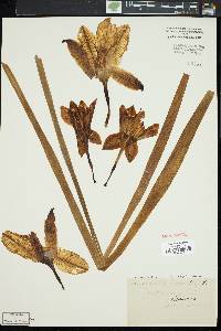 Hemerocallis fulva image