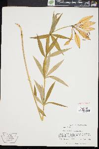 Lilium philadelphicum image
