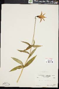 Lilium canadense image