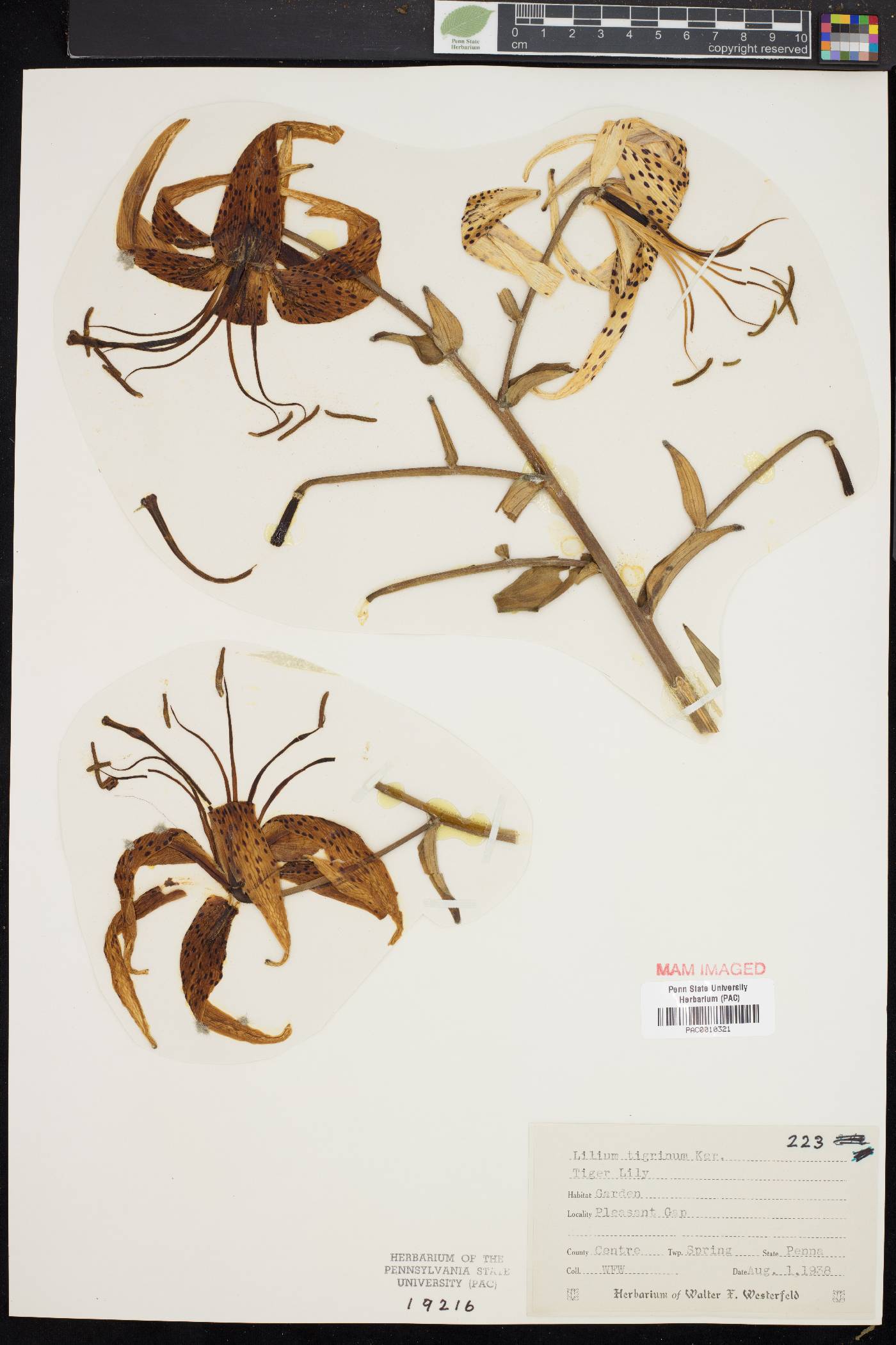 Lilium tigrinum image