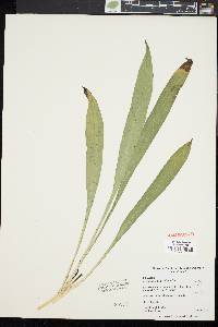 Image of Melanthium latifolium