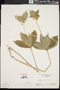 Medeola virginiana image