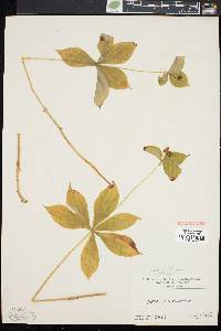 Medeola virginiana image