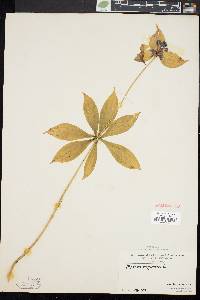 Medeola virginiana image