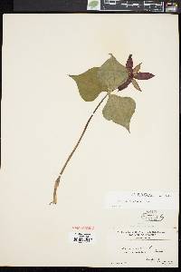 Trillium erectum image