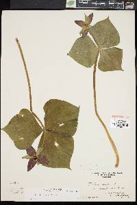 Trillium erectum image