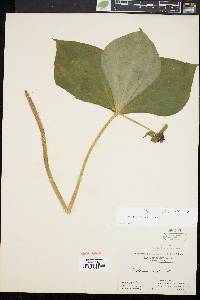 Trillium erectum image