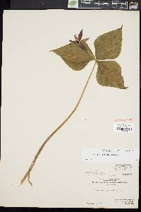 Trillium erectum image