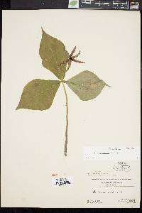 Trillium erectum image