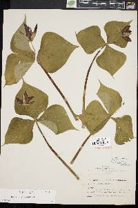 Trillium erectum image