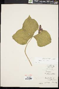 Trillium erectum image