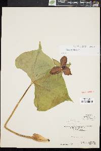 Trillium erectum image