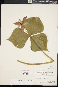 Trillium erectum image