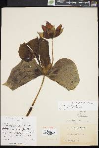 Trillium erectum image