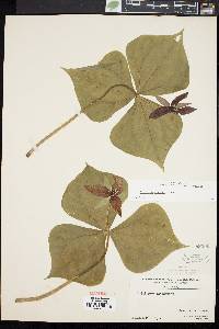 Trillium erectum image