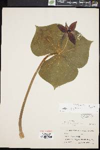 Trillium erectum image