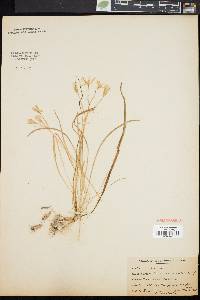 Ornithogalum umbellatum image