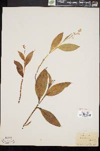 Image of Convallaria trifolia