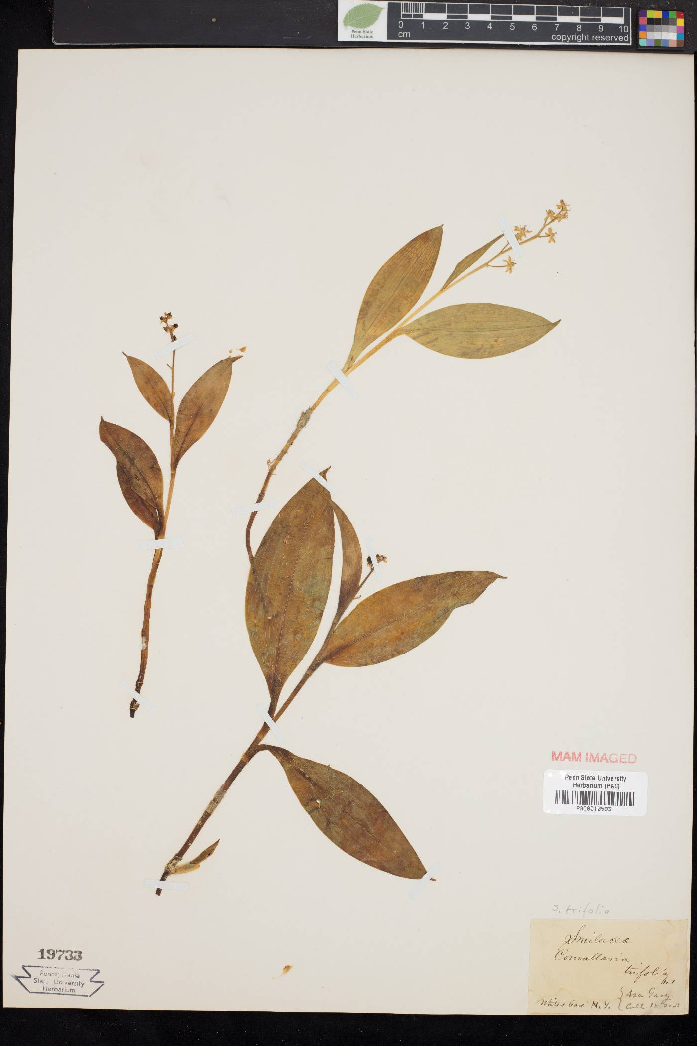 Convallaria trifolia image