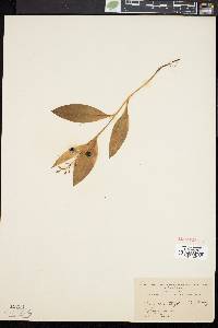 Image of Vagnera trifolia
