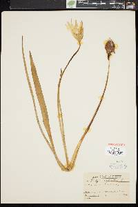 Image of Tulipa sylvestris