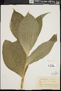 Veratrum viride image