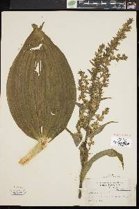 Veratrum viride image