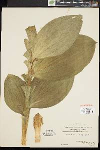 Veratrum viride image