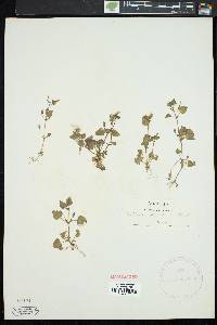 Erythranthe floribunda image