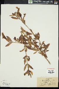 Diplacus aurantiacus subsp. aurantiacus image