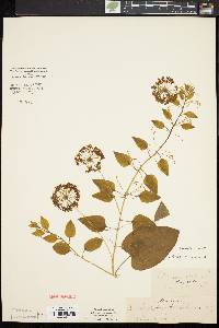 Smilax herbacea image