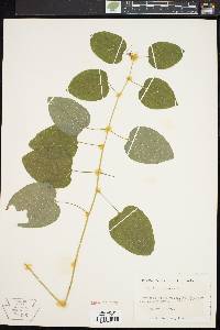 Smilax herbacea image