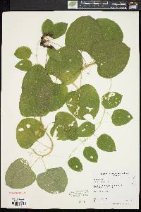 Smilax herbacea image