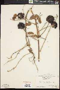 Smilax herbacea image