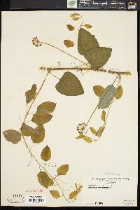 Smilax herbacea image