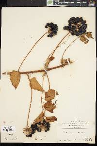 Smilax herbacea image