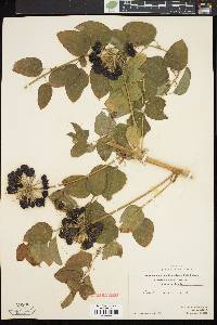 Smilax herbacea image