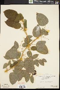 Smilax herbacea image