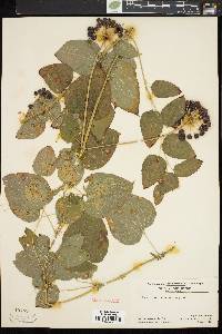 Smilax herbacea image