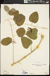 Smilax herbacea image