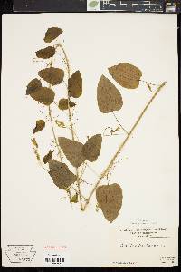 Smilax herbacea image