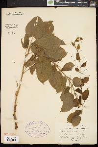 Smilax herbacea image