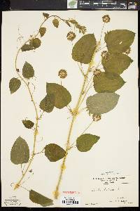 Smilax herbacea image