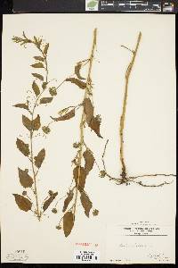 Smilax herbacea image