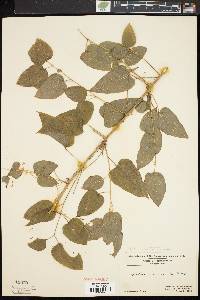 Smilax pulverulenta image